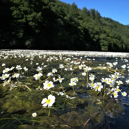 Bouillon, Au Faubourg De France, Face A La Semois Semesterbostad *