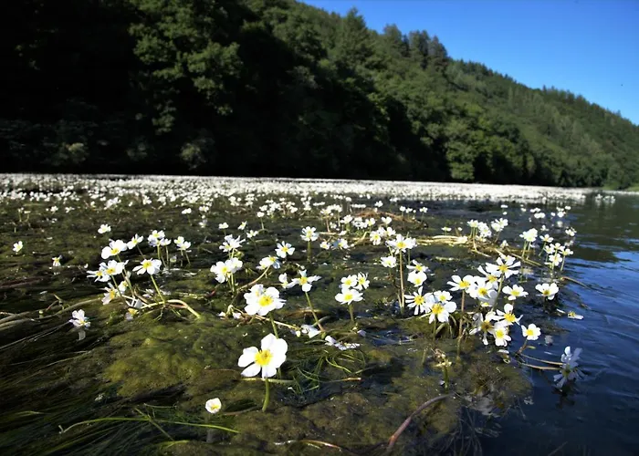 Au 13 Du Faubourg De France A Bouillon, Un Cocon Plein De Charme بيت للعطل *