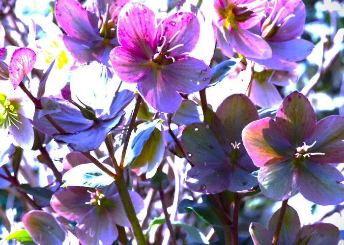 Au 13 Du Faubourg De France à Bouillon, Un Cocon Plein De Charme *